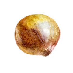 Watercolor illustration. Onion. Bulb plant painted in watercolor.