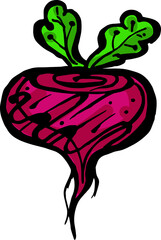 Hand drawn isolated ink red beet. PNG colored illustration
