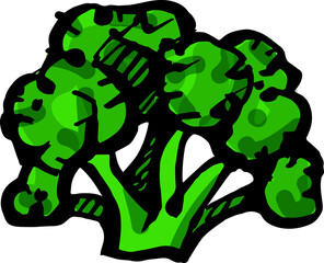 Hand drawn isolated ink broccoli. PNG colored illustration