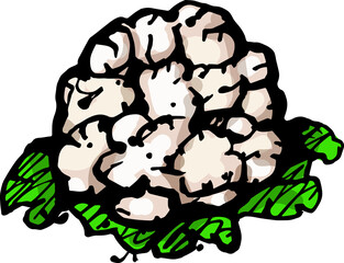 Hand drawn isolated ink cauliflower. PNG colored illustration