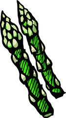 Hand drawn isolated ink asparagus. PNG colored illustration