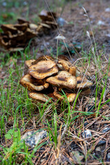 Autumn mushrooms growing in a beech forest