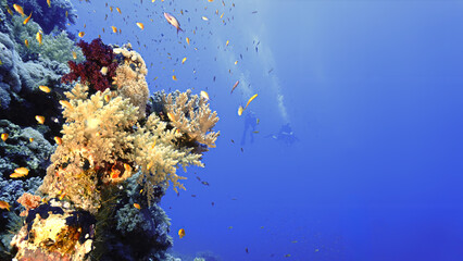 Underwater photo of a beautiful drop off wall and colorful soft coral reef