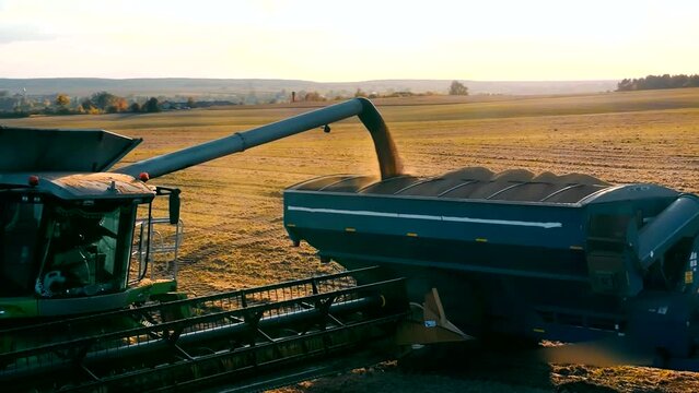 Loading of harvested soybeans for transportation. Soybean harvest. Agriculture.