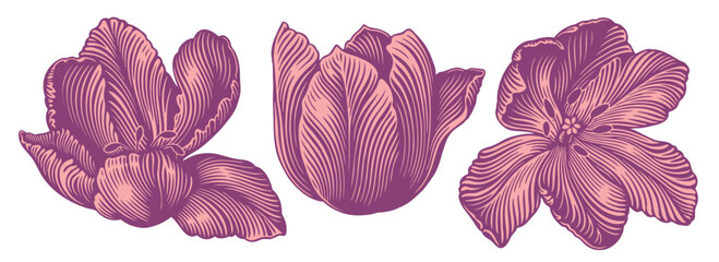 Tulip Flowers. Design set. Editable hand drawn illustration. Vector vintage engraving. Isolated on white background. 8 eps - 544314245