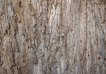 Tree bark texture closeup. Wooden natural background.