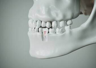 Fototapeta na wymiar anatomy of a tooth with complete dentition on a white background - 3D Rendering