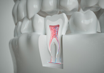 anatomy of a tooth with complete dentition on a white background - 3D Rendering - obrazy, fototapety, plakaty