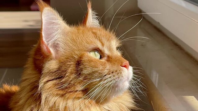a red cat looks out the window. a large orange cat is hunting. red mainecoon