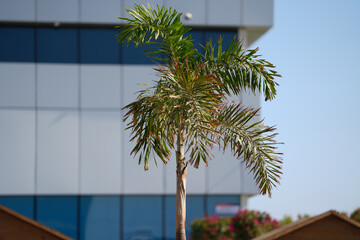 Palm trees. detail. photo during the day.