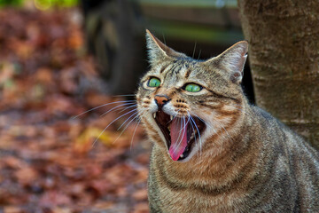 Uriage les Bains France 11 2022 brown tabby cat yawning, grimacing in the middle of autumn leaves
