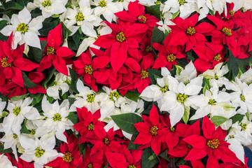 Red and white Poinsettia flowers, Euphorbia Pulcherrima, Nochebuena, Christmas Star of Bethlehem,  traditional holiday plants, background