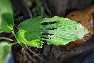 Selective focus of longitudinal holes in the turmeric leaf or daun kunyit that was eaten by snail,...