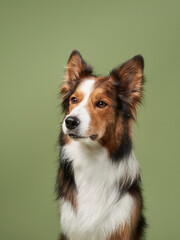 funny dog on a green background. Happy border collie in studio 