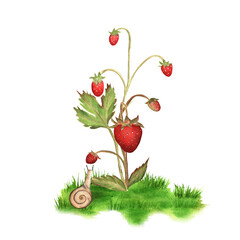 Hand-drawn wild strawberry bush with a snail nearby. Watercolor illustration for packaging design, printing products