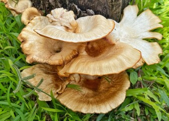 mushrooms in the grass