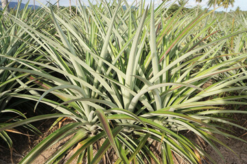 Naklejka na ściany i meble Pineapple plant in farm, Agriculture background