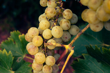 Close up of organically grown white grapes hanging from vine © Nikolett