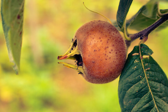 Common medlar or mespilus germanica growing in the garden, organic concept with copy space