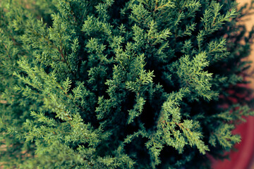 Fototapeta na wymiar Common juniper close-up from above