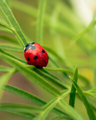 Colorful ladybug sitting on brigt green leaves, autumn morning freshness, marco shot
