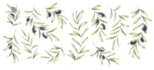 Watercolor set with olive branches isolated. Botanical illustration with olives. 