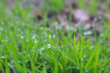 Morning dew on green grass close up photo. Drops of dew on the grass in defocus