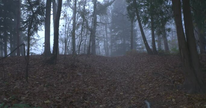Walking up hill to foggy overlook. Walking down path.
