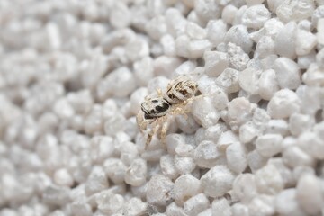 little zebra spider on the wall