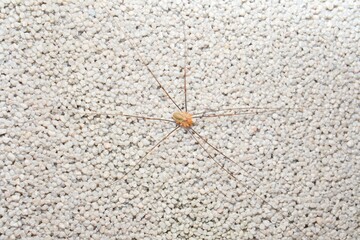 spider Opiliones on the wall