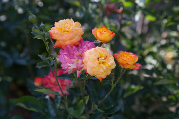 Beautiful rose bush growing in the garden.