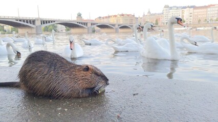 nutria eats food on the embankment near the river with swans