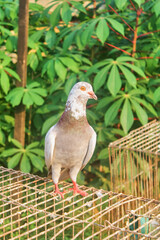 The pigeon above the rusty iron cage