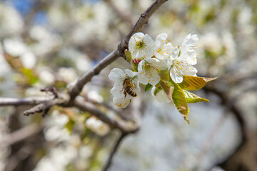 Close up view of working honeybee on white flower of sweet cherry tree. Collecting pollen and nectar to make sweet honey.