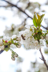 Close up view of working honeybee on white flower of sweet cherry tree. Collecting pollen and nectar to make sweet honey.