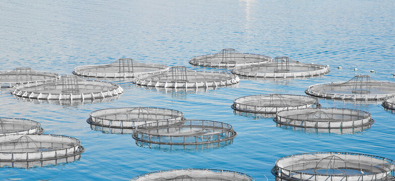 Fishing industry in mediterranean sea with circular fishing net floating on water (Italy)