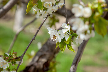 Close up view of working honeybee on white flower of sweet cherry tree. Collecting pollen and...