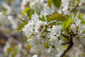Close up view of working honeybee on white flower of sweet cherry tree. Collecting pollen and nectar to make sweet honey.