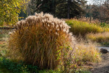 Composition of groups of ornamental grass in the time of autumn. Colorful trees in the background. Grass blooming. - obrazy, fototapety, plakaty
