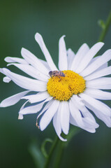 Chamomile Flower with an insect in the garden