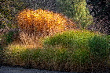 Composition of groups of ornamental grass in the time of autumn. Colorful trees in the background....