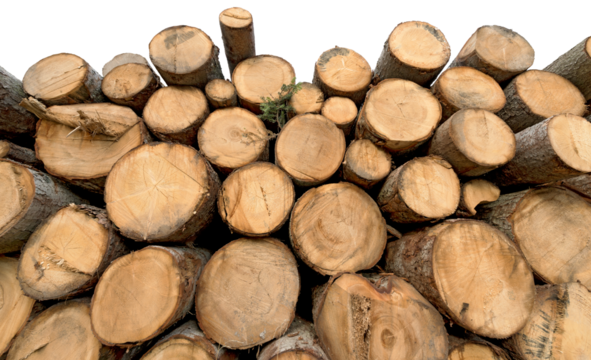 Close-up of a stack of pine tree trunks isolated on white or transparent background, photography, png.