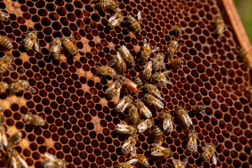 Queen bee in centre. Honeybees in nest around queen bee. .
