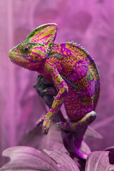 The multicolored pink chameleon Chamaeleonidae is a family of lizards that can change body color....