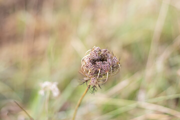 Nature photography, close up details, macro with background bokeh.