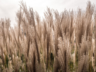 Closeup of giant dry Miscanthus grass spikes