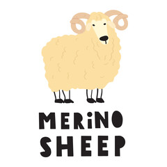 Cute merino sheep. Hand drawn flat vector illustration on white background. 