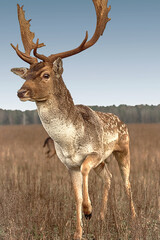 Close-up portrait of a majestic deer with new antlers, autumn afternoon in the field, forest in the background.