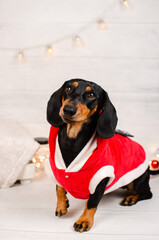 a black dachshund dog sits on a white background New Year's photo of a pet