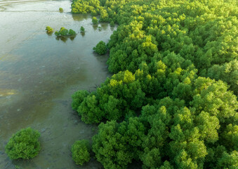 Green mangrove forest with morning sunlight. Mangrove ecosystem. Natural carbon sinks. Mangroves...